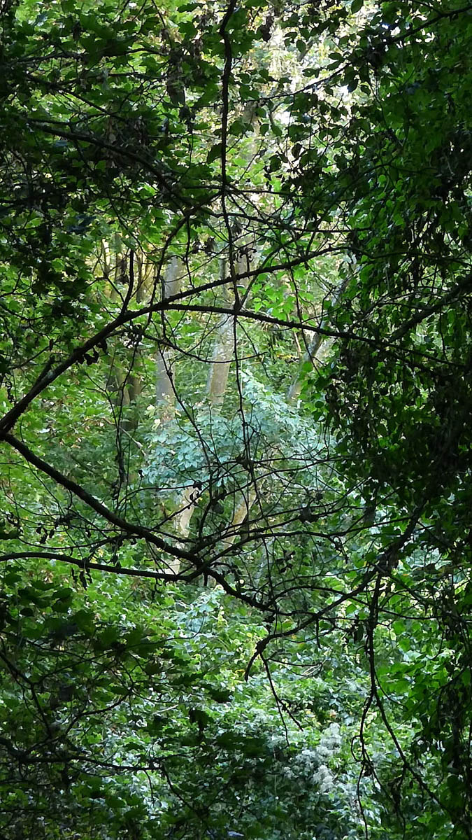 Congo à Rocquemont